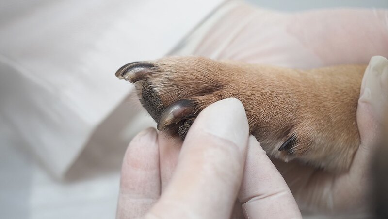 Vetline Animal Center