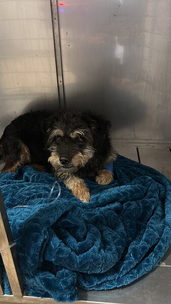 Vetline Animal Center