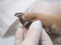 Vetline Animal Center