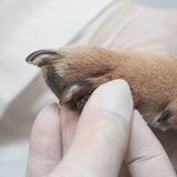 Vetline Animal Center